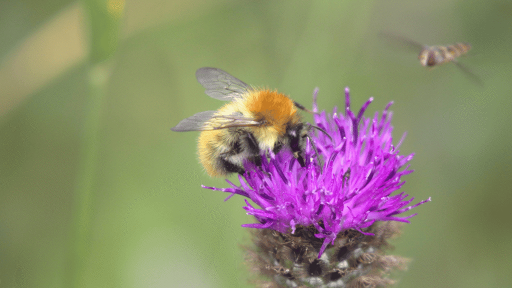 bee and insect2 2