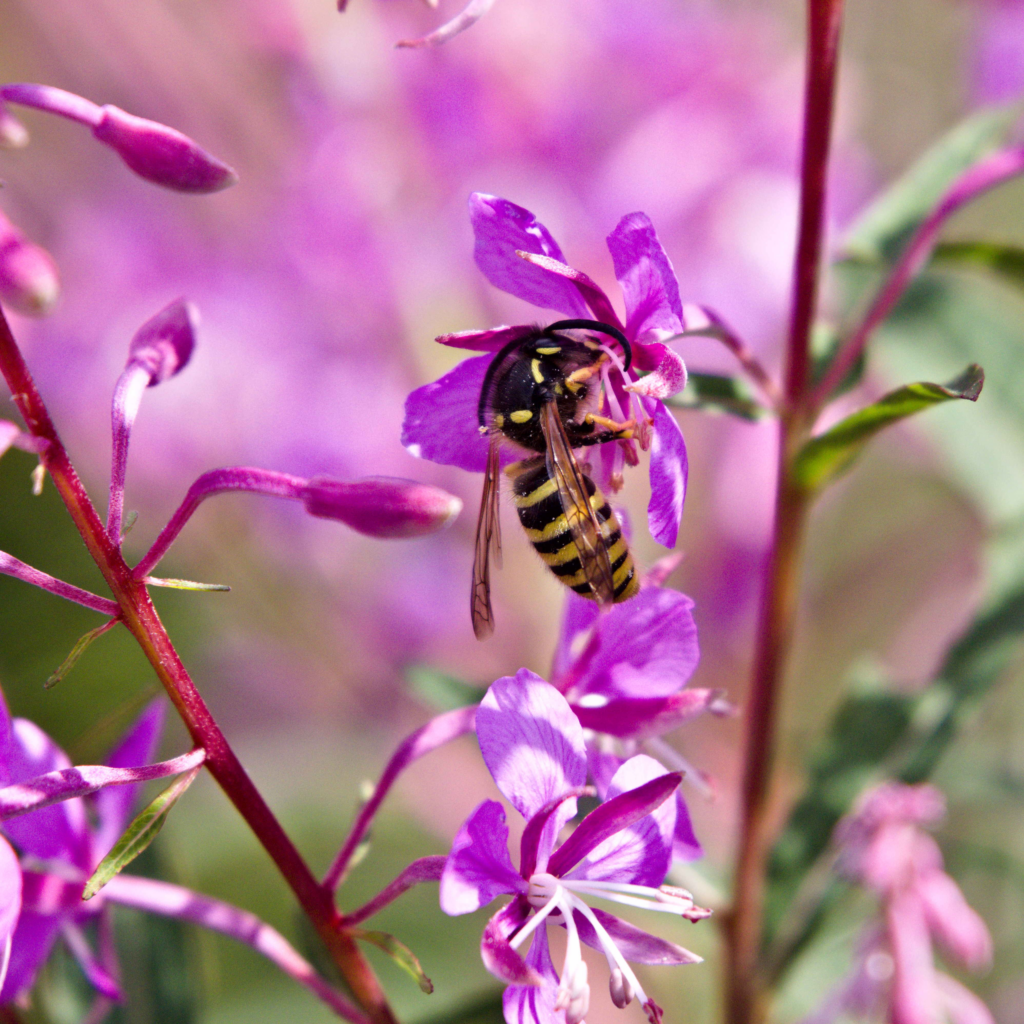 striped bee on pink flower 1 scaled 1